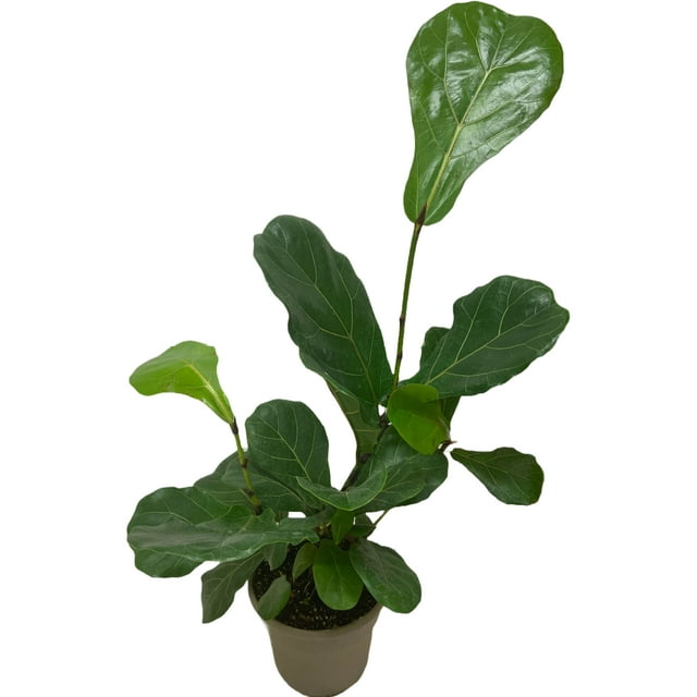 Fiddle-Leaf Fig