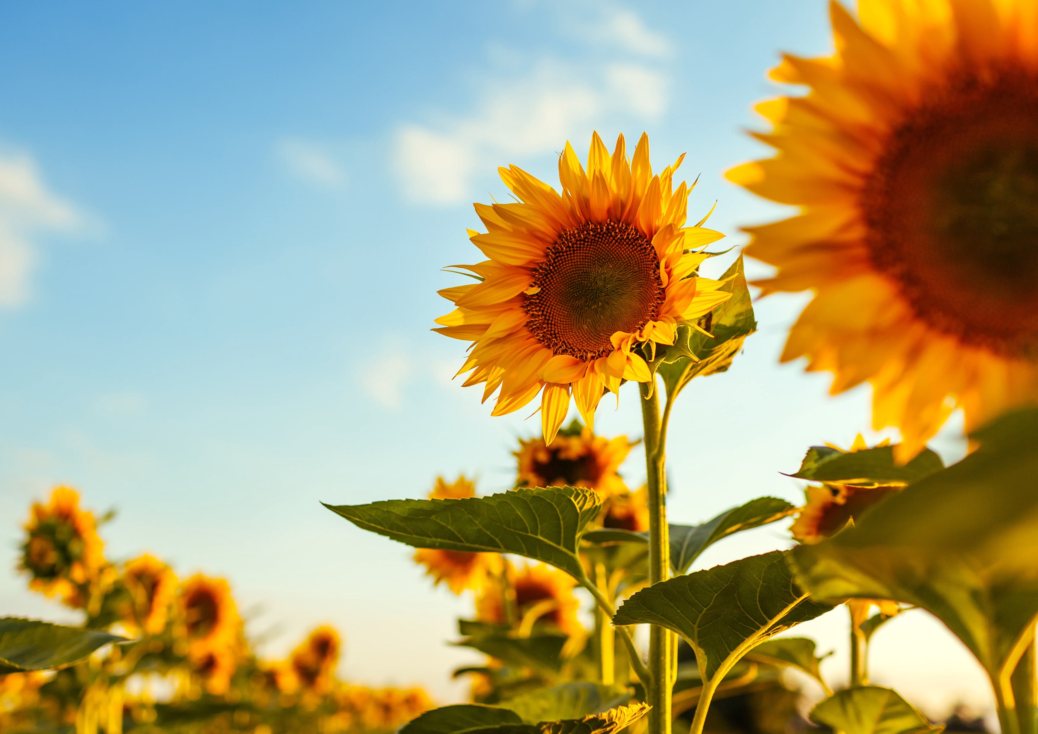 Roasted Sunflower Seeds, 4 Pounds — Kosher, Vegan — by Food to Live