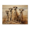 thumbnail image 3 of Designart "Meerkat Gathering in Africa I" Animals Print on Natural Pine Wood, 3 of 5