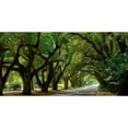 thumbnail image 3 of McLoughlin, James 18x11 Black Modern Framed Museum Art Print Titled - Canopy Road Panorama II, 3 of 5