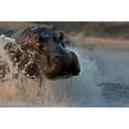 thumbnail image 3 of Chang, Phillip 24x17 Black Modern Framed Museum Art Print Titled - The Hippo, 3 of 5