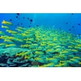 thumbnail image 2 of Fitzharris, Tim 18x13 Gold Ornate Wood Framed with Double Matting Museum Art Print Titled - Yellow snapper school-Miniloc Island-Palawan-Philippines, 2 of 4