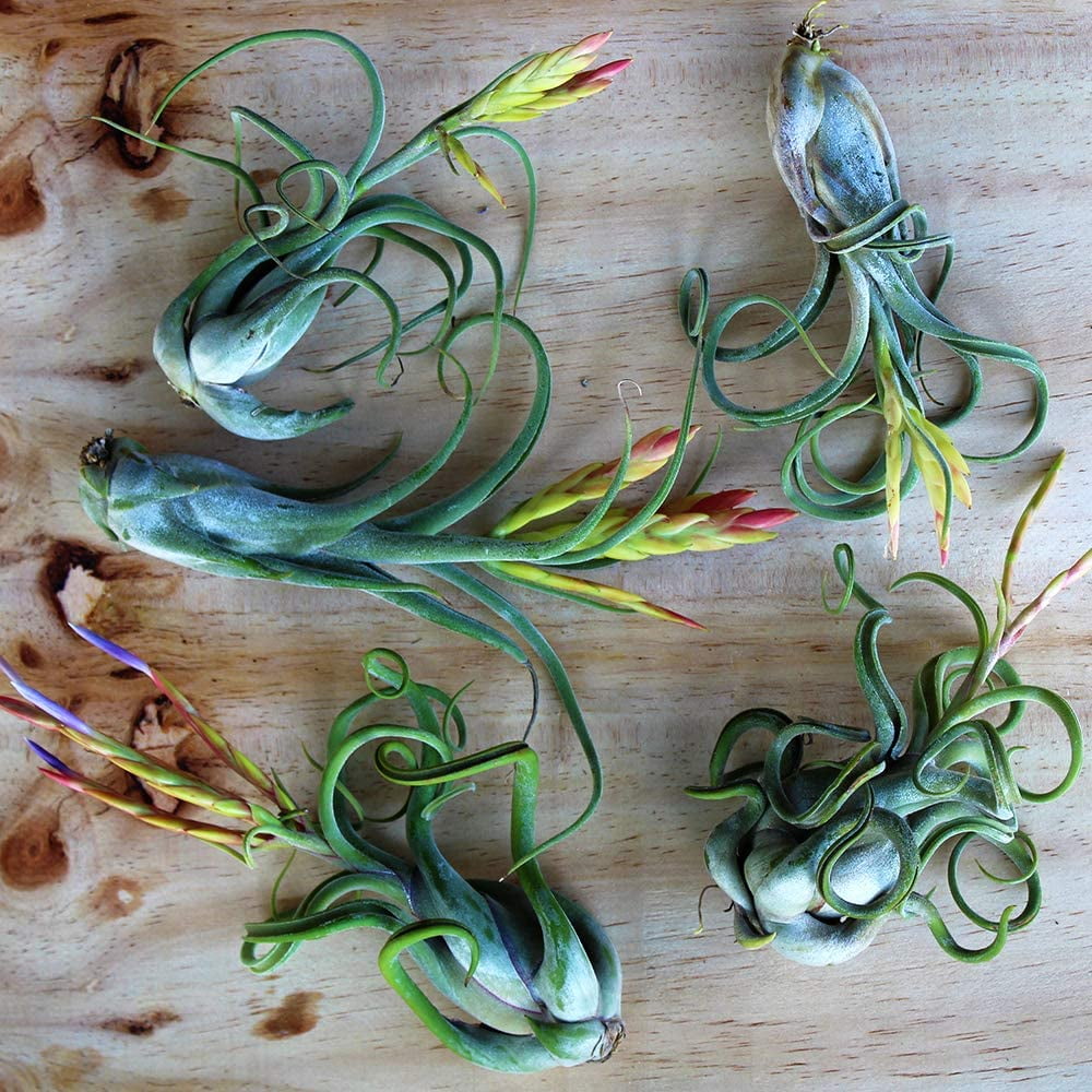 Buy Live Tillandsia Air Plants with Air Plant Fertilizer Variety Pack