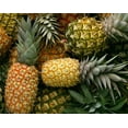 thumbnail image 5 of Organic Dried Pineapple Rings, 5 Pounds — Non-GMO, Kosher, Vegan — by Food to Live, 5 of 6