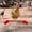 Red, variant on EHJRE Chick Perch Chick Cage Perches Strong Handmade Bird Stand Chicken Perch Stand Chicks Habitat for Bird Baby Chicks Parrot Hens Red