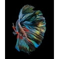 thumbnail image 2 of Halil, Andi 26x30 Gold Ornate Wood Framed with Double Matting Museum Art Print Titled - The  Betta Fish, 2 of 4