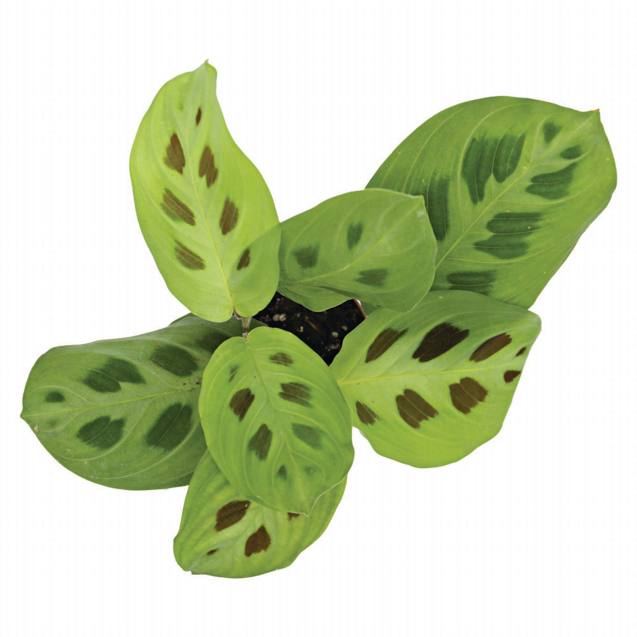 ReptiCulture Maranta Tropical 2" Pot 3 pk