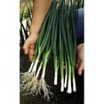 thumbnail image 3 of Scarborough Seeds 250 Tokyo Long Green Onions Plant Seeds, Non GMO, 3 of 8