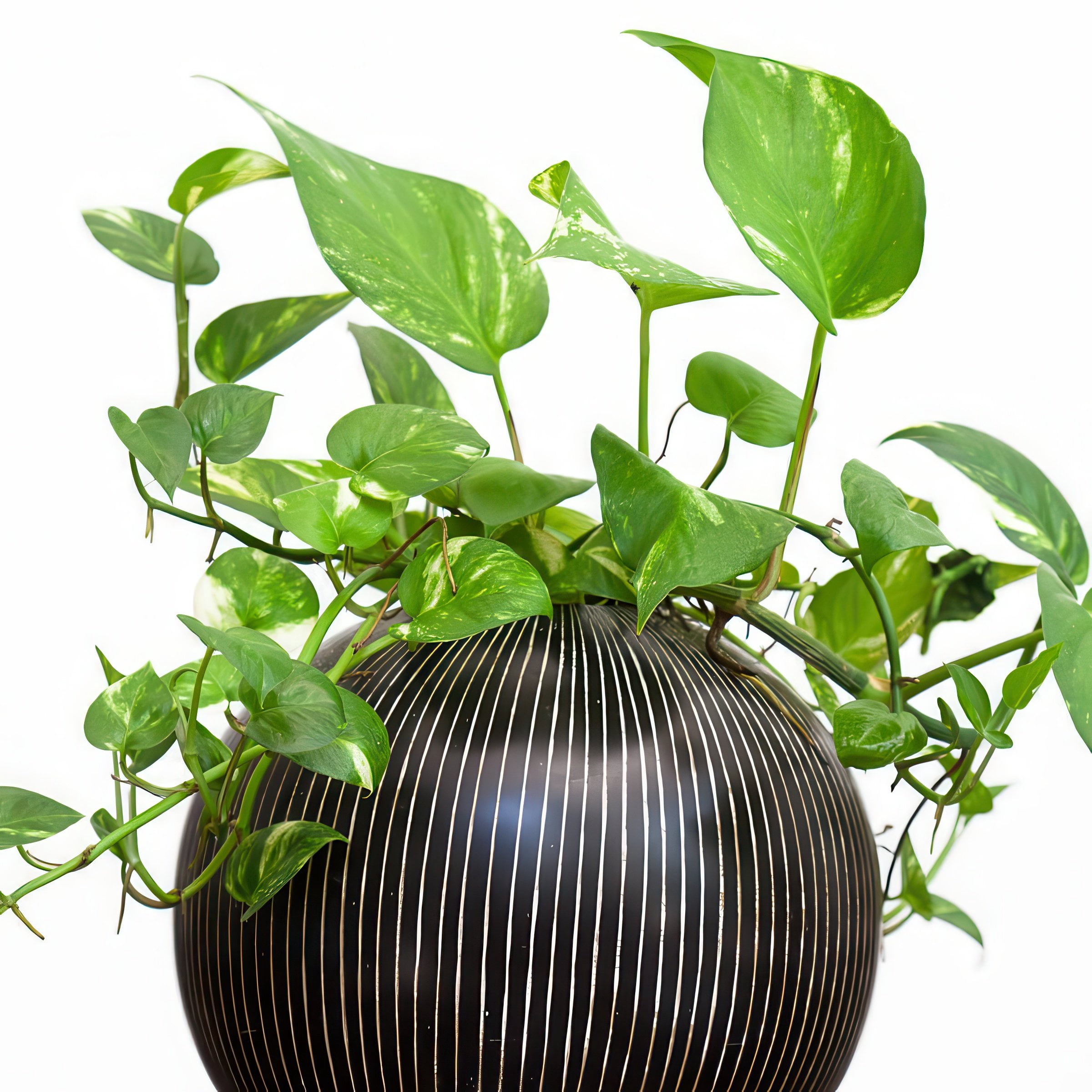 4 in. Pothos Golden Plant in Grower Container (3-Pack)