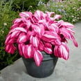 Hosta Seeds Perennial Hosta Plants Grow Easily Pink Hostas Bulbs Low