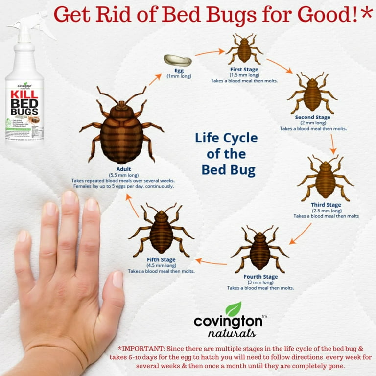 Awesomepest Pest Control Dallas Bed Bugs