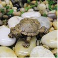 thumbnail image 5 of Tortuga de simulación de tortuga, tortuga de resina, micropaisaje, decoración de tortuga, decoración de jardín, decoración de césped, paisajismo de peceras, 5 of 5