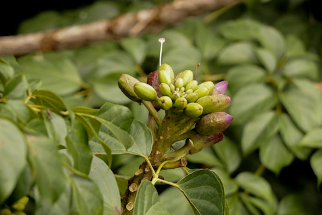 Oroxylum indicum Indian Trumpet Flower Tree Seeds Rare Tropical plant 