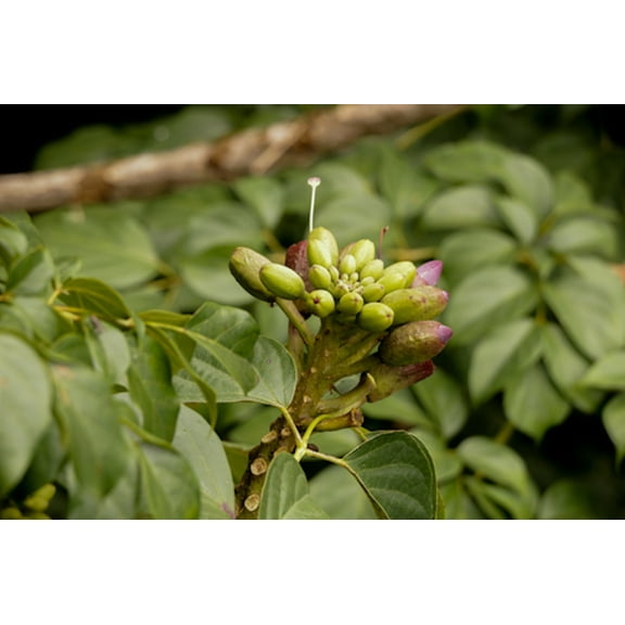 SEED PACK - -20 seeds-  -Tropical Indian Trumpet Flower Tree -Rare- drooping pods look like wings of resting vulture- Oroxylum indicum-SEE Description