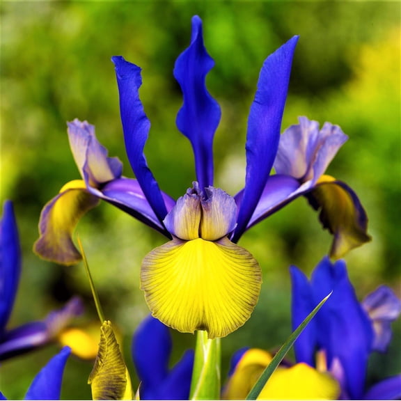 Easy to Grow Dutch Iris Mystic Beauty 20 Plant Bulbs, Spring Summer Zones 6-9