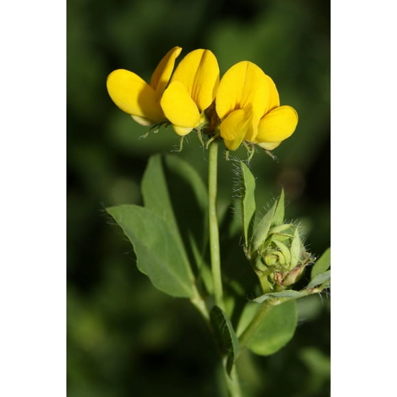 200 BIRDS FOOT TREFOIL (Birdfoot Deervetch / Cats Clover / Ground Honeysuckle) Lotus Corniculatus Fabaceae Flower Seeds