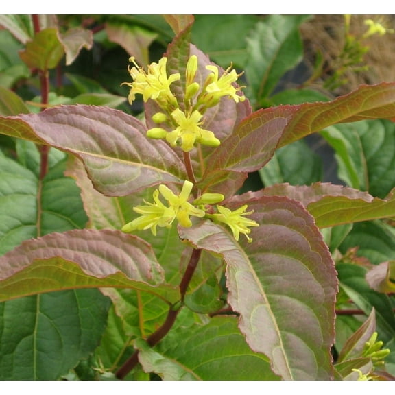 Northern Bush Honeysuckle - 3 Gallon Shrub