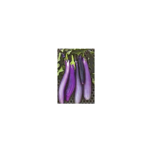 100 Seed's "FREE SHIPPING"<Non-GMO> Long Purple Eggplant *Heirloom*
