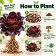 thumbnail image 5 of Succulent Plant Bare Root,Low Maintenance-Decoration, Ideal for Beds Borders, Plant Pots & Planters`, 5 of 6