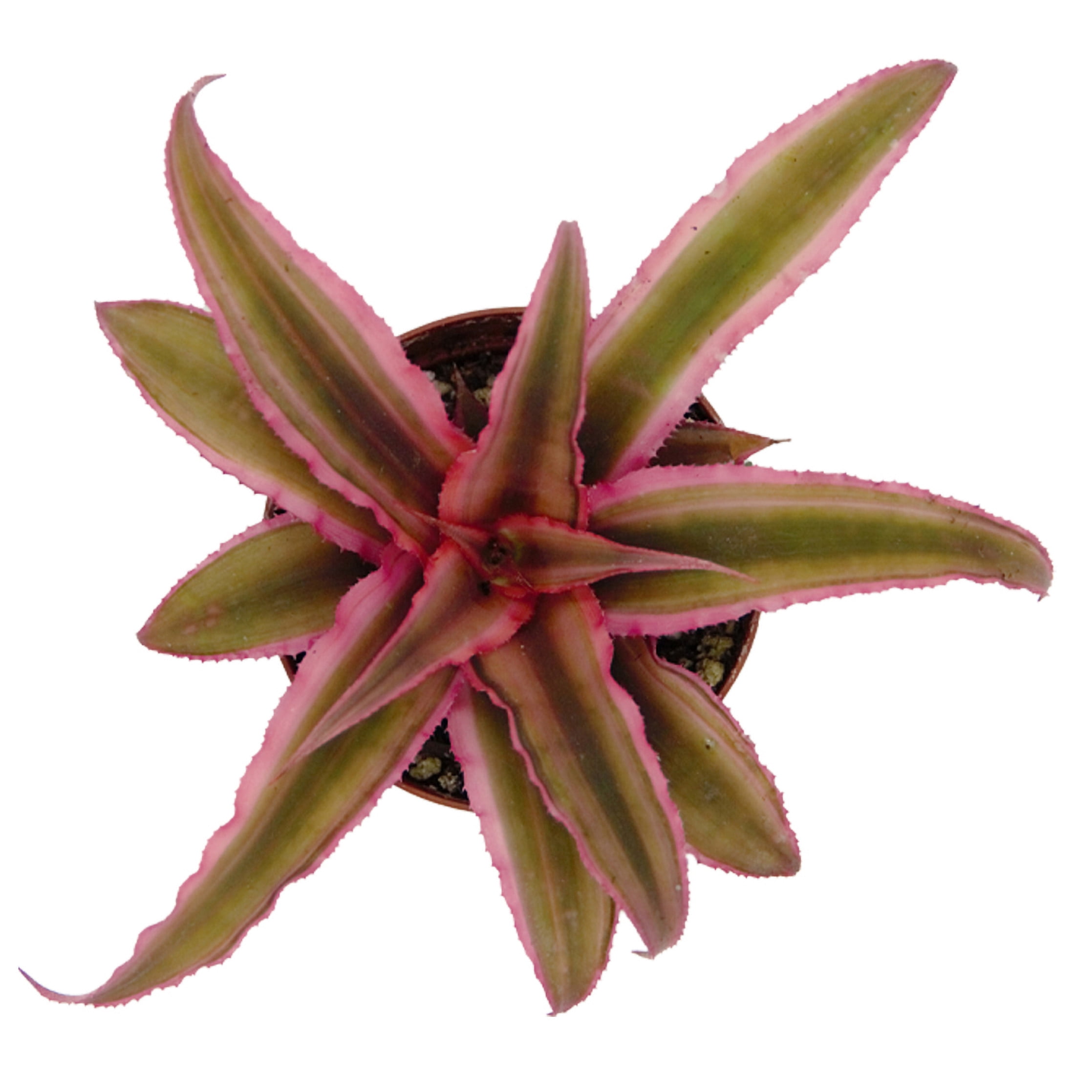 ReptiCulture Assorted Cyptanthus Tropical 2" Pot 3 pk