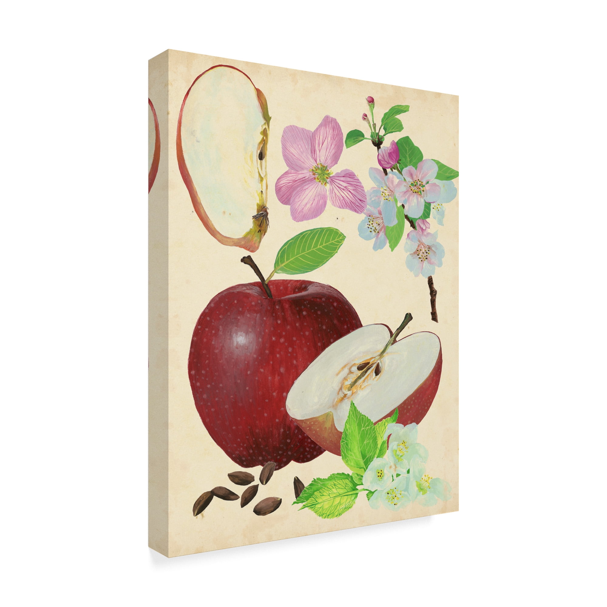 Trademark Fine Art 'Apple And Blossom Study I' Canvas Art by Melissa Wang