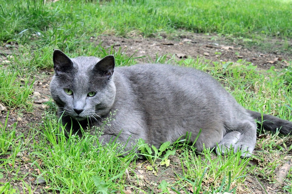 fat gray cat