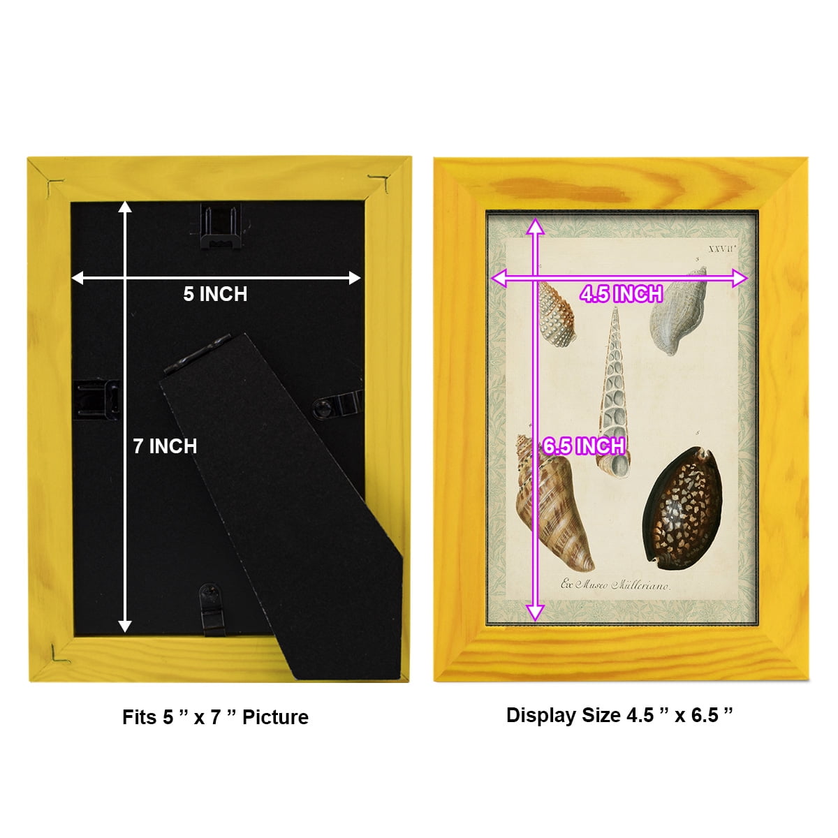 Bookplate Shells IX - Framed Print w/glass - Sunflower Yellow