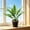 D, variant on Partheme Artificial Potted Plants for Indoor Use. Realistic Fake Plant with Pot for Living Room Office Bedroom Home Decor. 14 Inch PVC No Watering Needed, E