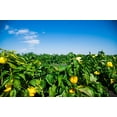 thumbnail image 3 of 100 Seeds CANARY BELL PEPPER Sweet Yellow Capsicum Annuum Vegetable Seeds, 3 of 9