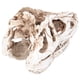 thumbnail image 1 of Modelo de calavera de resina, adorno de calavera de dinosaurio de resina, decoración de calavera, estatua de calavera elaborada por expertos, 1 of 9