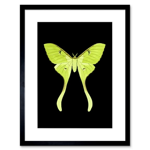 Green Luna Moth Art Print Framed Poster Wall Decor 9x7 inch