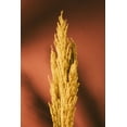 thumbnail image 2 of 1x Studio III 17x24 Black Ornate Wood Framed with Double Matting Museum Art Print Titled - Yellow Grass Rust, 2 of 4