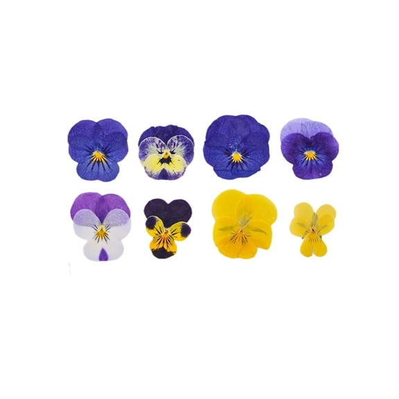 FEZOR 40 Pcs 8 Kinds Natural Dried Pressed Edible Flowers for Cake Topper Decorating - Mix Viola Tricolor for Cupcake Toppers, Cocktails, Resin Jewelry Making, DIY Art Crafts