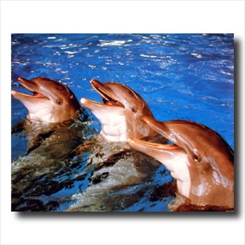 Dolphins Ocean Planetary Porpoises #3 Wall Picture 8x10 Art Print 