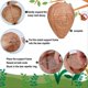 thumbnail image 3 of 10Pack Paper Wasp Nest Decoy Hanging for Wasps Hornets Yellow Jackets, 3 of 5