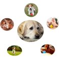 thumbnail image 5 of Pelota de juguete para perros, pelota de juguete no tóxica resistente a mordeduras para perros de compañía, cachorros, gatos, pelota de limpieza de dientes para masticar, azul brillar Juguete, 5 of 5
