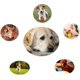 thumbnail image 5 of Pelota de juguete para perros, pelota de juguete no tóxica resistente a mordeduras para perros de compañía, cachorros, gatos, alimentador de alimentos para mascotas para perros, pelota de limpieza de dientes para masticar, azul brillar Electrónica, 5 of 5