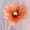 orange, variant on New Photo Props 30cm Window Display Linen Large Artificial Flower Artificial Flower Giant Simulation Poppy Flower Background Wall LIGHT BLUE