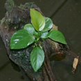 thumbnail image 3 of Anubias Barteri Live Aquarium Plants BUY 2 GET 1 FREE, 3 of 12
