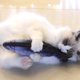 thumbnail image 2 of Mascota gato peluche pez hierba gatera simulación pez gatito masticar juguete 20cm (salmón) Ehuebsd Para estrenar, 2 of 8