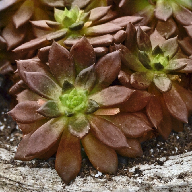 4 in. Echeveria Serrana Live Succulent Plant with Bright Indirect Sun (3-Pack)
