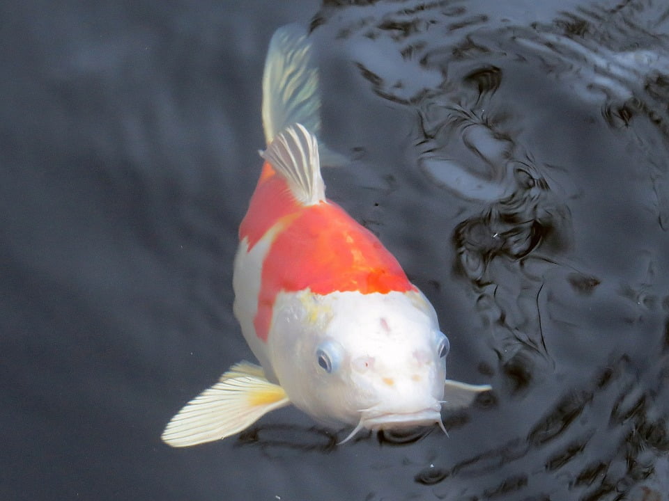 koi carp fish tank