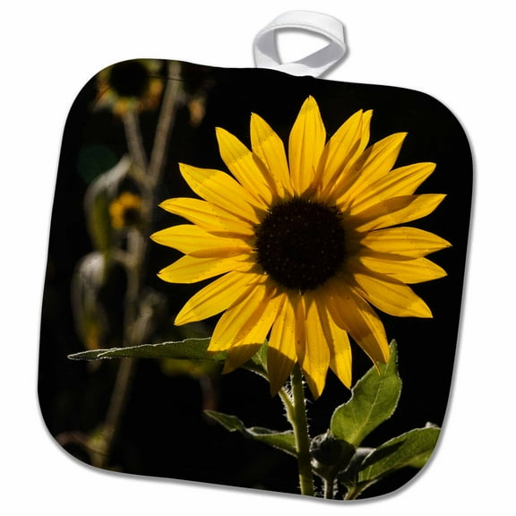 3dRose, New Mexico, Santa Fe. Backlit sunflower, 8x8 Potholder
