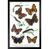 Vanessa Butterflies and Larva Illustration Butterfly Poster Vintage Poster Prints Butterflies in Flight Wall Decor Butterfly Illustrations Insect Art Black Wood Framed Art Poster 14x20