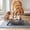Gray-Free Size/GY, variant on Elevated Stainless Steel Double Pet Bowl Large Capacity Non Slip Base Food Water Feeder for Cats Dogs