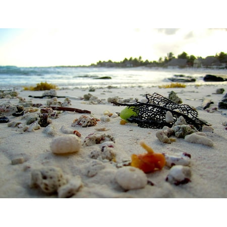 24 Coral Shell - LAMINATED POSTER Beach Shells Travel Sea Shell Shore Sand Coral Poster Print 24 x 36