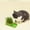 Green, variant on BingTong Cat Grass Box For Indoor Cats Planting Box Soilless Pot Large Grass Planter Soilless Hydroponic Growing Pot For Easy Cleaning 8*4*2Inch 1pcs Orange