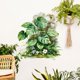 thumbnail image 3 of Vinilos decorativos de plantas tropicales | Pegatinas de vinilo autoadhesivas | Decoración para dormitorio, 3 of 5