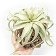 thumbnail image 3 of Air Plant Shop Cork Bark Planters with Small Xerographica air Plants- Wholesale and Bulk - Succulents - Live Tillandsia - Easy Care Indoor and Outdoor House Plants, 3 of 10