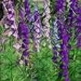 thumbnail image 2 of Outsidepride Delphinium Larkspur Rocket Wild Flowers - 14 LB, 2 of 4